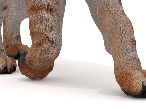 Lynx 3D Model