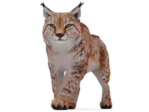 Lynx 3D Model
