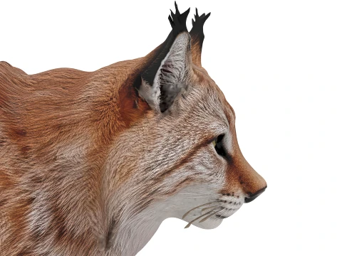 Lynx 3D Model