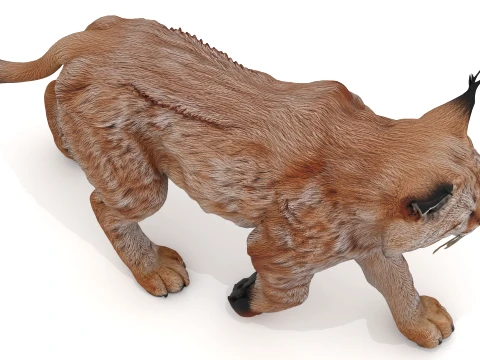 Lynx 3D Model