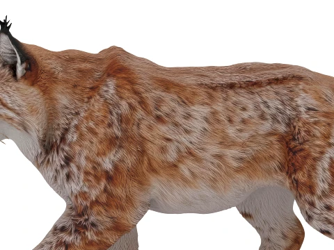 Lynx 3D Model