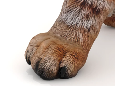 Lynx 3D Model