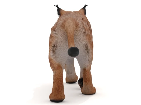 Lynx 3D Model