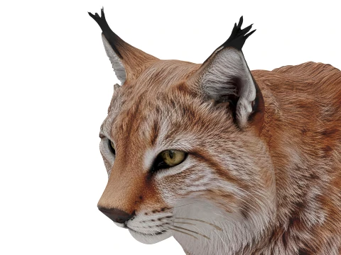 Lynx 3D Model