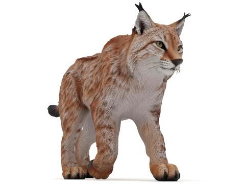 Lynx 3D Model