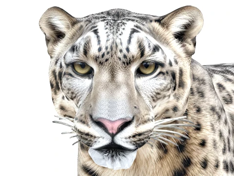 Snow Leopard 3D Model