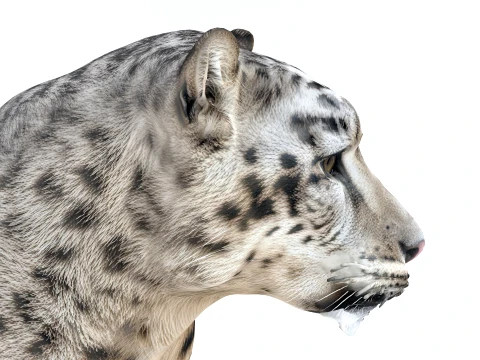 Snow Leopard 3D Model