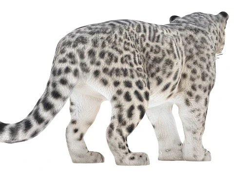 Snow Leopard 3D Model