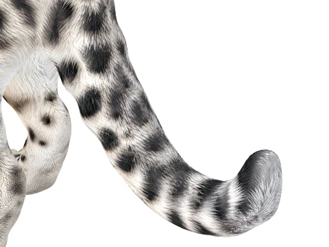 Snow Leopard 3D Model