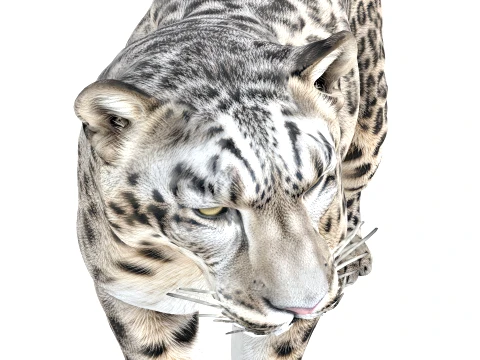 Snow Leopard 3D Model