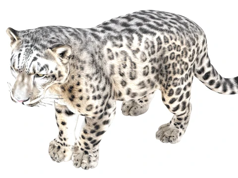 Snow Leopard 3D Model