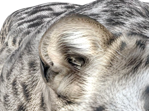 Snow Leopard 3D Model