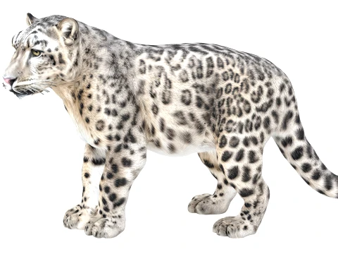 Snow Leopard 3D Model