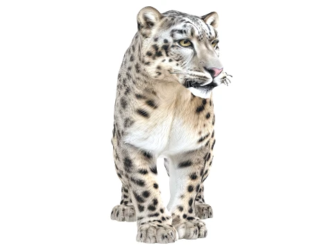 Snow Leopard 3D Model