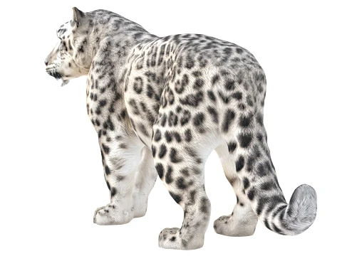 Snow Leopard 3D Model