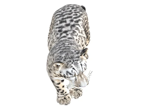 Snow Leopard 3D Model