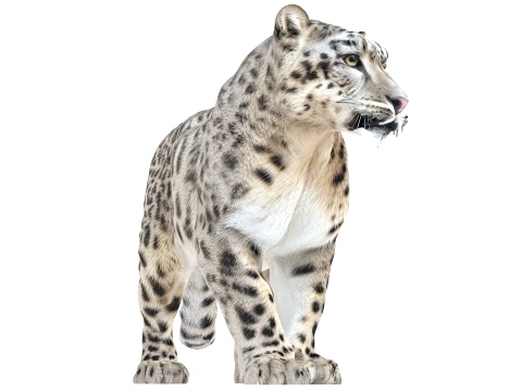 Snow Leopard 3D Model