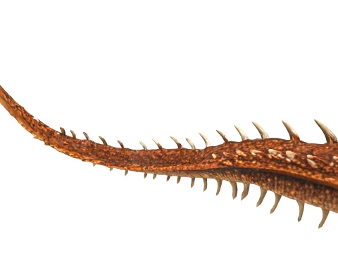 Desert Dragon 3D Model