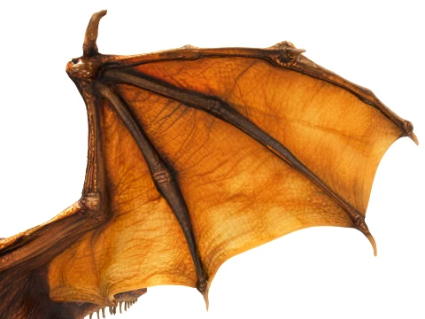 Desert Dragon 3D Model