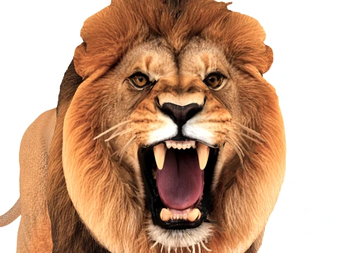 Lion 3D Model