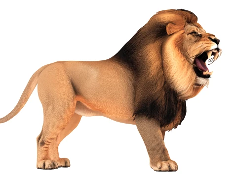 Lion 3D Model
