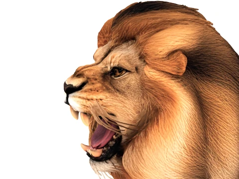 Lion 3D Model