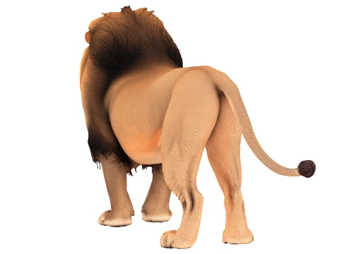 Lion 3D Model