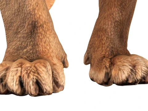 Lion 3D Model