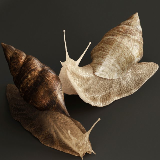 Achatina snails 3D Model .c4d .max .obj .3ds .fbx .stl .blend 