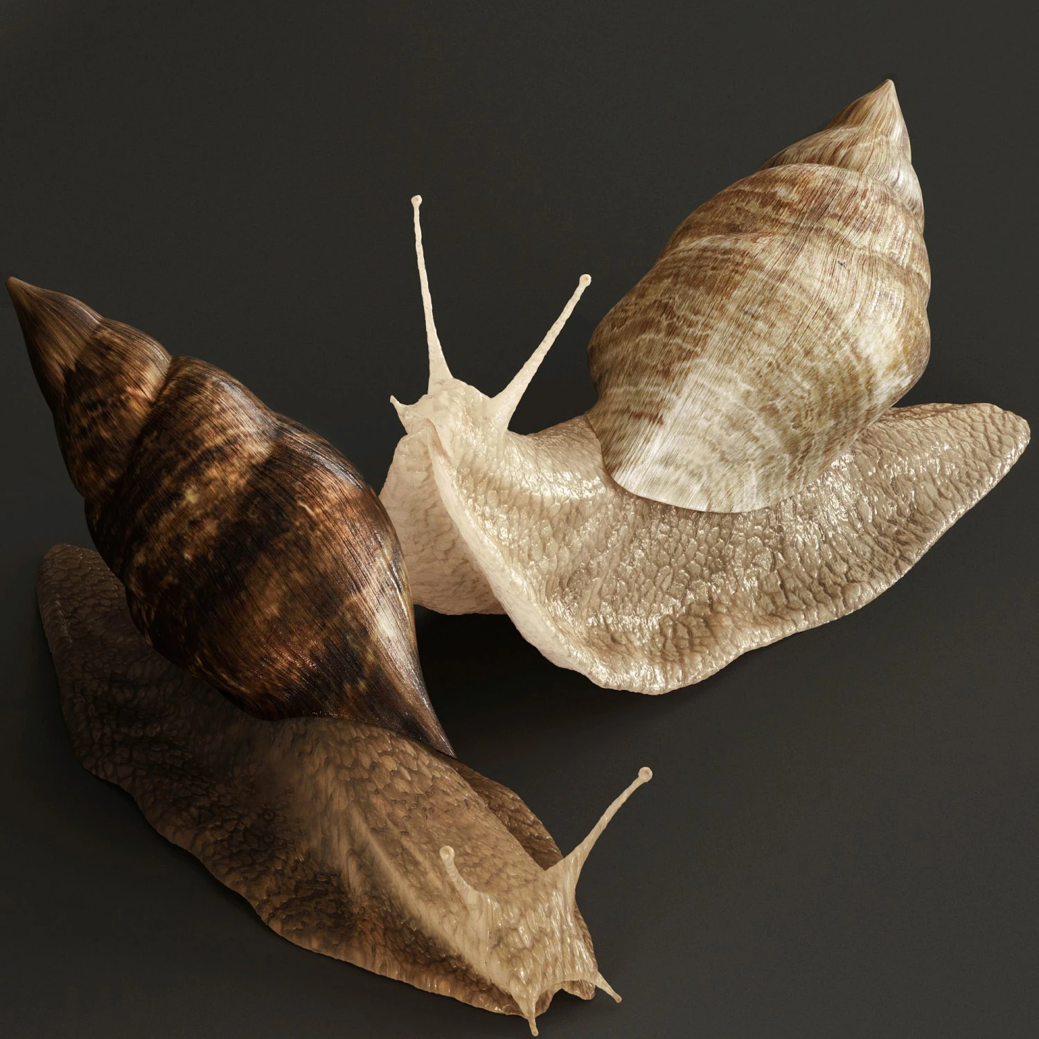 Achatina snails 3D Model .c4d .max .obj .3ds .fbx .stl .blend 