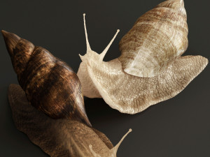 Achatina snails 3D Model