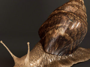 Achatina snails 3D Model