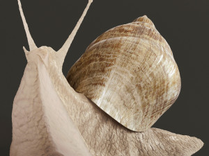 Achatina snails 3D Model