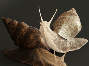 Achatina snails 3D Model