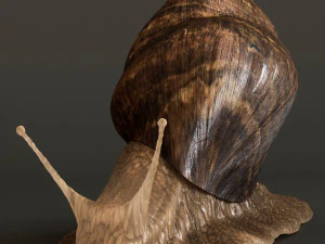 Achatina snails 3D Model