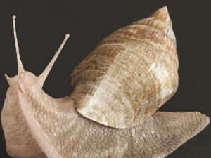 Achatina snails 3D Model