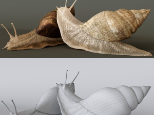 Achatina snails 3D Model