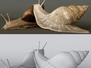 Achatina snails 3D Model