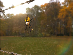 ara&ntilde;a Modelo 3D