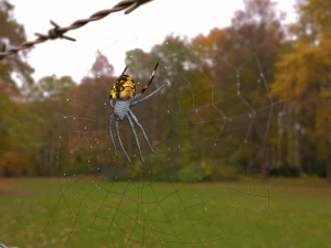 ara&ntilde;a Modelo 3D