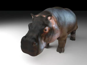 hippopotamus 3D Model
