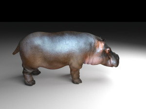 hippopotamus Modello 3D
