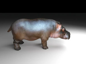 hippopotamus 3D Model