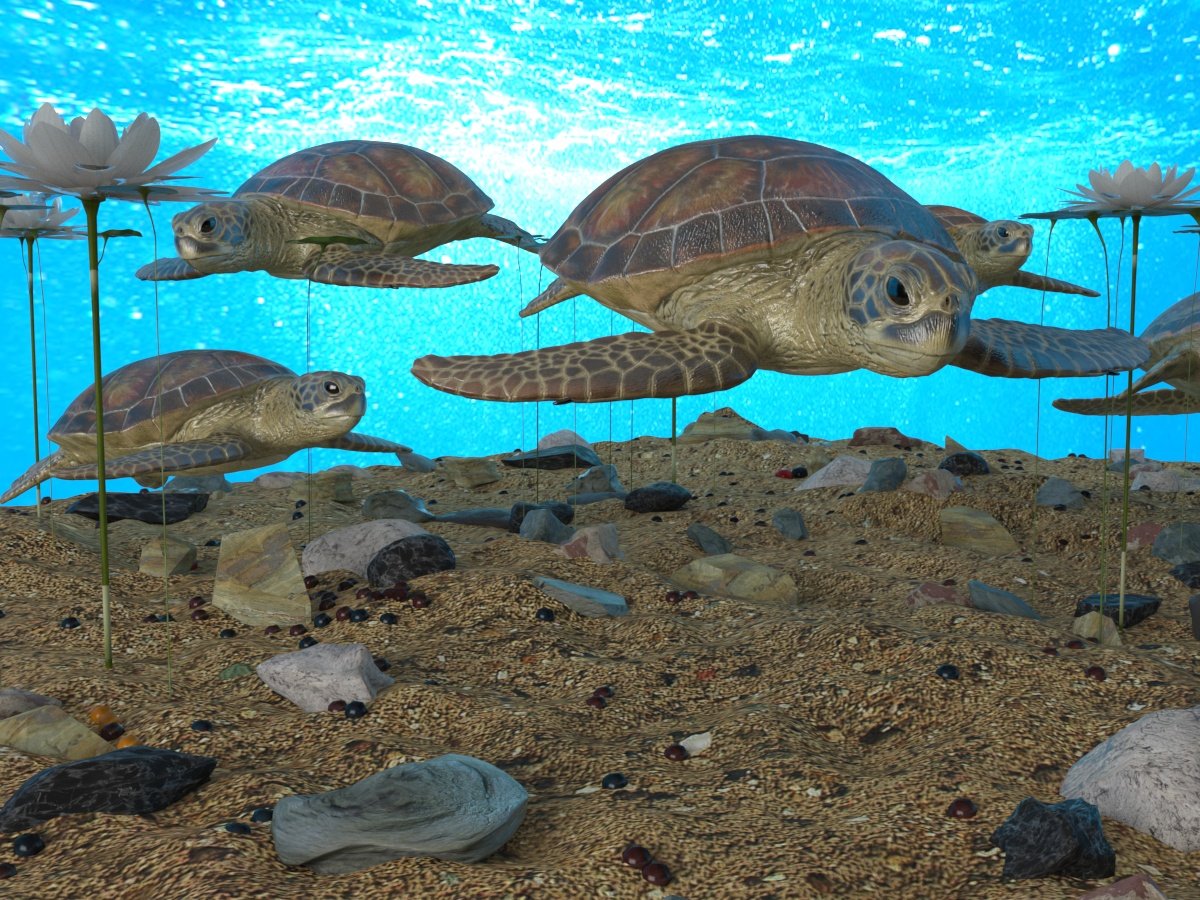 Turtle 3d Model In Turtle 3dexport