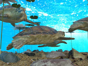 turtle 3D Model