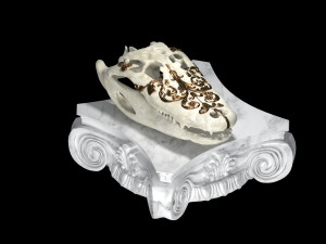 alligator skull 3D Model