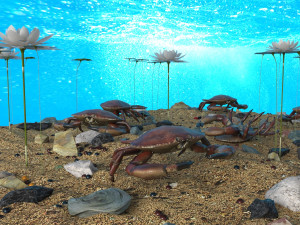crab in an aquarium 3D Model
