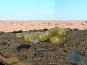 snake in the desert 3D Model