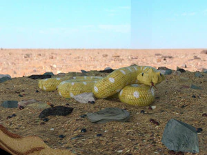 slang in de woestijn 3D Model