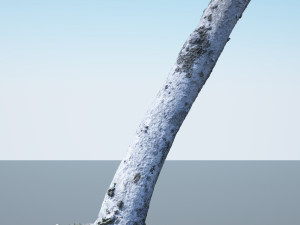 tree trunk - 01 3D Model